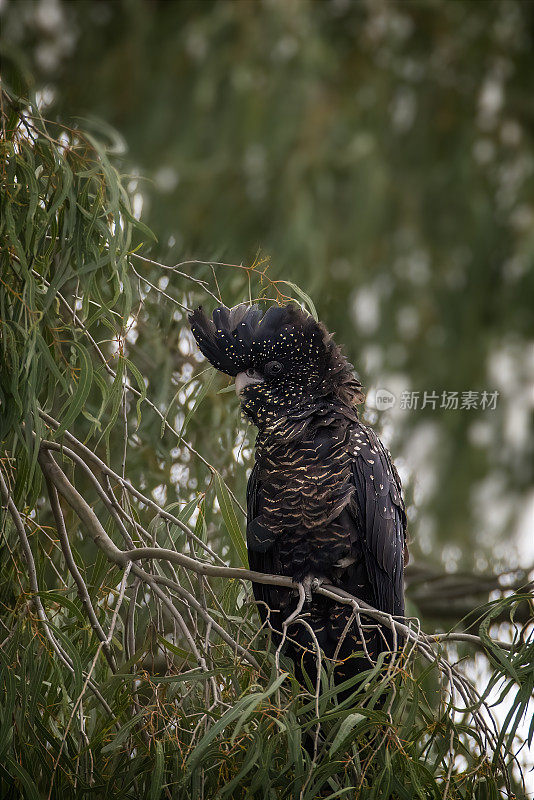 红尾黑凤头鹦鹉(Calyptorhynchus banksii)